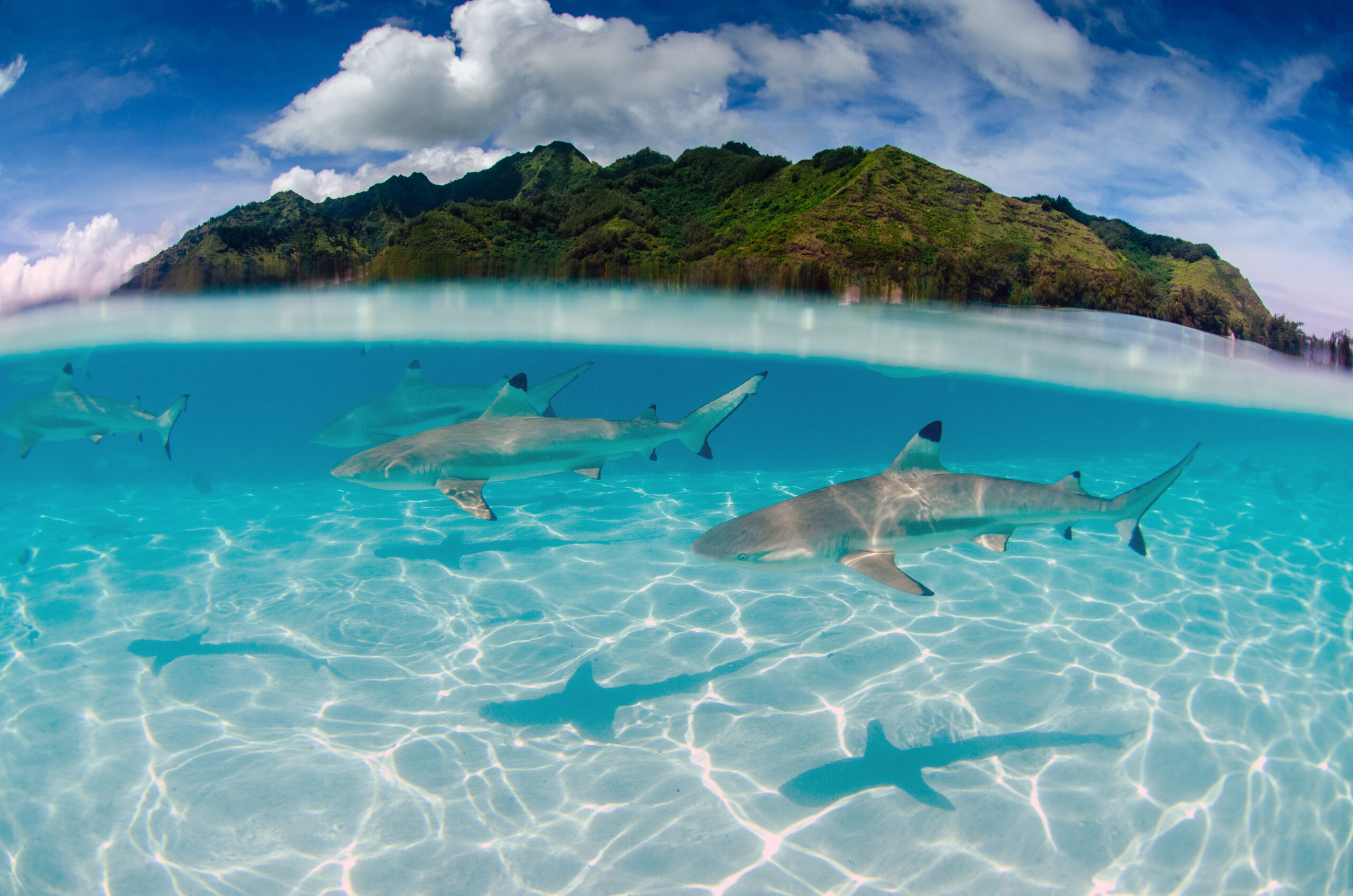 Sharks underwater in Moorea Tahiti French Polynesia